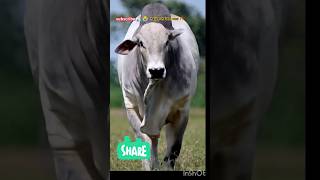 Mera Mola Haider Haider cow videoshorts ytshorts trending [upl. by Ydnem]