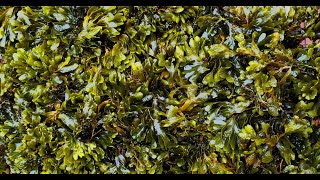 Bladderwrack By Bwinto [upl. by Burt]