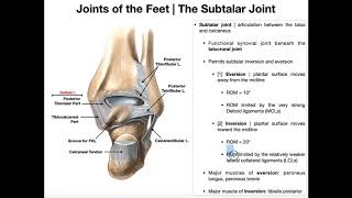 The Subtalar Joint  Anatomy Basic Movements amp Ligaments [upl. by Sapphira453]