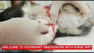 ALREADY OPEN ABSCESS PURULENT WOUND OVER BACK EXPRESSED BY VET [upl. by Rebba154]