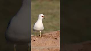 Desert Gull  Ultimate Survivor survival [upl. by Puduns774]