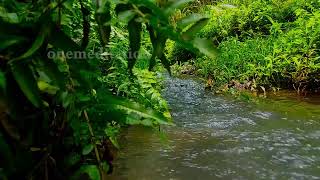 Peaceful birds chirping in the morning babbling brook forest sounds  ASMR [upl. by Marston]