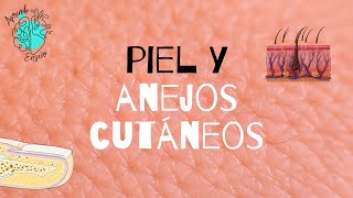 La piel y los anejos cutáneos [upl. by Anis]