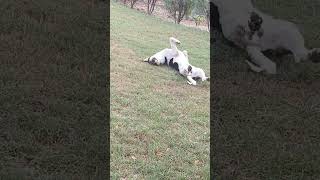 Self play cute dog🥰 cute puppy dog song love friends [upl. by Vivien11]