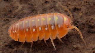 Unboxing Rare ORANGE CLOWN Isopods [upl. by Nnayhs]