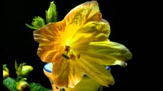 Salpiglossis sinuata Painted tongue blooming [upl. by Ilime]