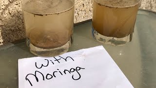 Moringa Oleifera Seeds  Water Purification Horseradish Tree [upl. by Shauna]