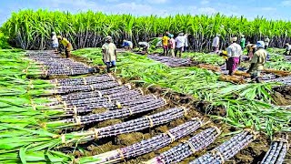 Growing and Harvesting Billions Tons of Sugarcane to make Sugar  Sugar Processing Line in Factory [upl. by Oletha]