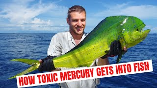 How Toxic Mercury Gets Into Fish [upl. by Anders]