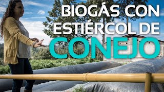 Innovando en cunicultura  Biogás con estiércol de conejo [upl. by Rowell590]