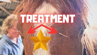 Treatment for Rising Star⭐ Would it help  I love the foals reaction  Friesian Horses [upl. by Etnecniv821]