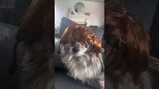 STORMI YOU LOOK LIKE MOMMY BB funny comedy bald dogwigs wigs wiginstall wigreview [upl. by Orpha]