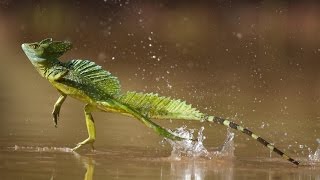 Correr sobre el agua Lagarto basilisco [upl. by Anilas]