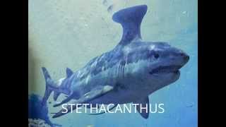 HYBODUS VS STETHACANTHUS [upl. by Haeel12]