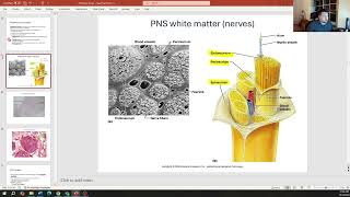 BCT Nervous Tissue Part 2 [upl. by Aihtela]