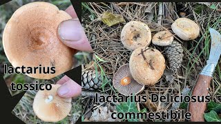 UNA FANTASTICA MATTINA ALLINSEGNA DI FUNGHI SANGUINACCI LACTARIUS DELICIOSUS [upl. by Handbook]