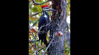 Pileated Woodpecker on Tree Sept 2024 [upl. by Larimer]