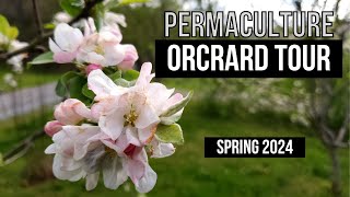 Permaculture Orchard Walk TONS OF INFO [upl. by Neelyahs248]