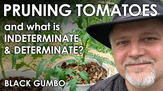 How to Prune Indeterminate and Determinate Tomatoes for Healthy Yields  Black Gumbo [upl. by Eural]