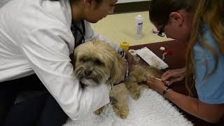 Epilepsy research on dogs could help humans [upl. by Ettevol]