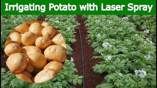 Hindi  POTATO – Irrigation with Laser Spray Rain Pipe  Rain Hose [upl. by Stout840]