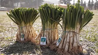 Calçots  Cómo hacer una calçotada con parrilla [upl. by Necyla599]