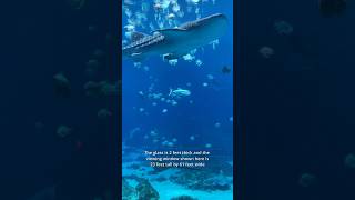 Have you ever seen the largest fish on earth Whale Sharks at Georgia Aquarium shorts whaleshark [upl. by Emelia]