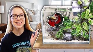 Making a Tank for Betta Fish WITH HOUSEPLANTS Easy [upl. by Cinemod]