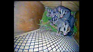 Part 1 Sugar Gliders of Cattana Wetlands Cairns Australia [upl. by Crosley787]