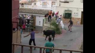 VALENTIN fiestas 20120626 Vaquillas Cogida a un mozo [upl. by Tila]