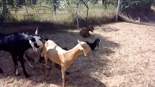 Goat Farming Mein Bakri Ka Awaaz  Huge Goat Sounds [upl. by Donall]