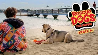 RESCUE DOGS  Official Trailer [upl. by Eipper]