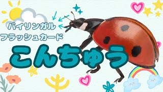 【フラッシュカード】こんちゅう Insects【バイリンガル☆一日五分☆語彙力を鍛える☆幼児☆英語】 [upl. by Bergstrom]