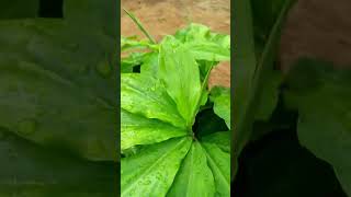 Medicinal plants I ಔಷಧೀಯ ಸಸ್ಯಗಳು insulin plant Costus igneus Iಇನ್ಸುಲಿನ್ ಸಸ್ಯ [upl. by Pedrotti]