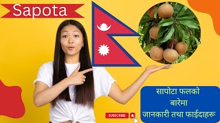 Benefits of Sapota fruit  नेपालमा सपोटा खेतीको सुरूवात [upl. by Aramenta]