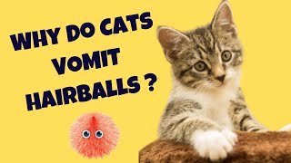 Why do cats vomit hairballs  Cats Knowhow [upl. by Elburr612]