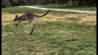 Kangaroos Arent Drunk Theyre Dying [upl. by Afrika71]