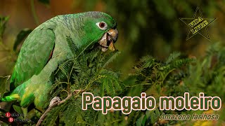 Papagaio moleiro Amazona farinosa  Mealy Parrot [upl. by Anailuig]