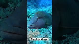 Ever seen a Napoleon Wrasse open its mouth scuba diving scubadiving underwater travel redsea [upl. by Bannister103]