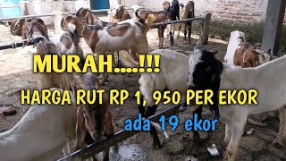 Harga jemoko hari ini di pasar karangpucung [upl. by Evers944]