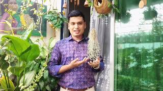 Tillandsia usneoides  Moss Tillandsia  Plant care [upl. by Novyat]