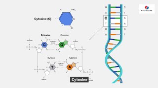 Cytosine [upl. by Lyford750]