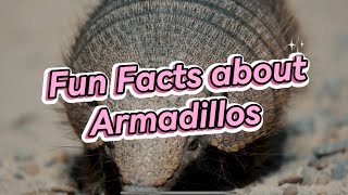 Fun Facts about the Armadillo [upl. by Lyrahs]