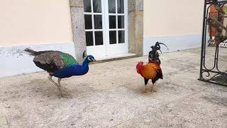 Fight between peacock and rooster pt2  The Rooster Karaté kick [upl. by Hairaza293]