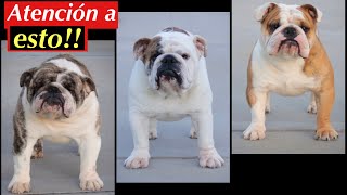 Mis Perros se PELEAN 😓😓😓BULLDOG [upl. by Nowed]