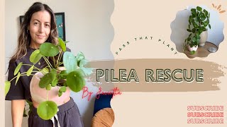 How to save a Pilea Peperomioides plant treatment propagation amp repot PlantRescue SavingPlants [upl. by Ateloj]