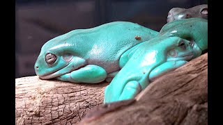 イエアメガエル White tree frog Litoria caerulea [upl. by Malcom]