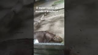 Capivara acreanoo maior roedor do mundo [upl. by Tearle]