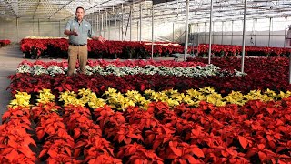 Get It Growing How to choose poinsettias for Christmas [upl. by Kleinstein]