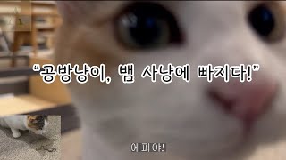 어센틱코드 마스코트 공방냥이 에피Effy의 하루 [upl. by Nawad149]